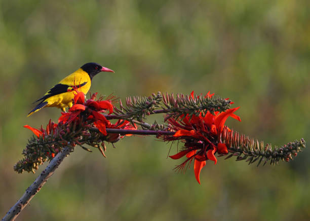 istock Black-hooded Oriole 1334063380