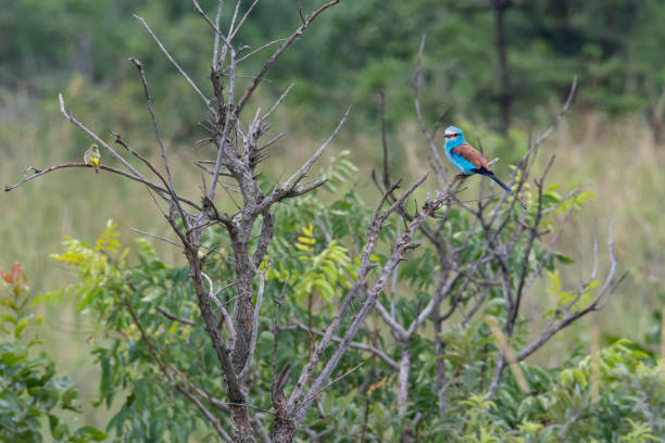 istock Abyssinian roller (Coracias abyssiniica), Kidepo Valley National Park, Uganda 1334063797