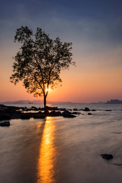 istock Tree and seascape at sunset in vertical view, Krabi 1334063831