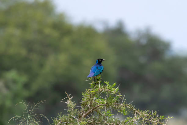 istock Rueppell's starling (Lamprotornis purpuroptera), Kidepo Valley National Park, Uganda 1334064343