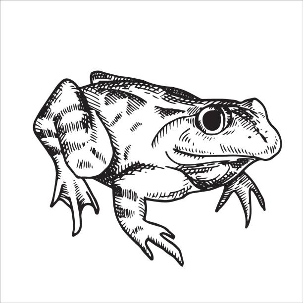 vector black and white drawing in vintage style. frog, toad. frog isolated on white background. element of halloween, witchcraft, magic. vector black and white drawing in vintage style. frog, toad. frog isolated on white background. element of halloween, witchcraft, magic. toad illustrations stock illustrations