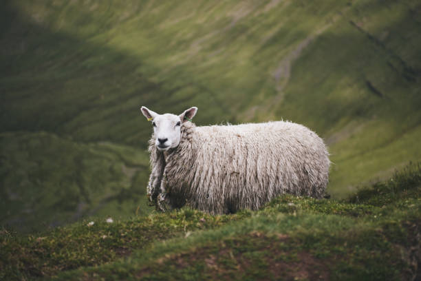 istock Sheep On A Mountain In Wales 1334066756
