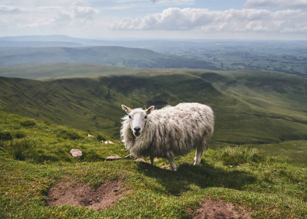 istock Sheep In A Field In Wales 1334066773