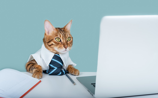 Pensive Bengal cat in a blue tie near a laptop and a diary sits, home office. Remote work, freelance