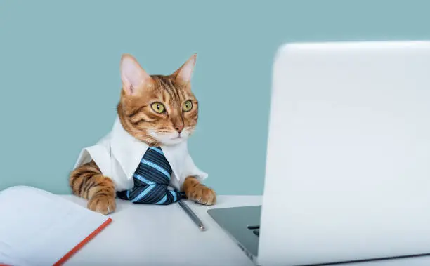 Photo of Pensive Bengal cat in a blue tie near a laptop and a diary sits, home office. Remote work, freelance