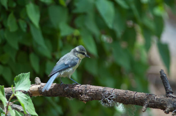 istock Juvenile African blue tit. 1334070908