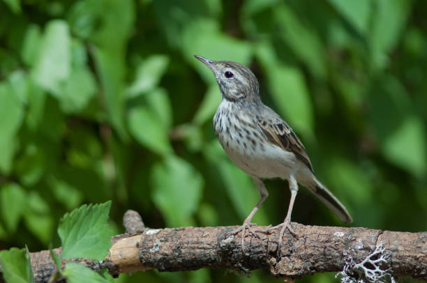 istock Berthelot's pipit on a branch. 1334070920