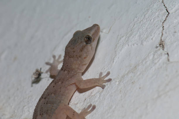 istock Boettger's wall gecko on a wall. 1334070982