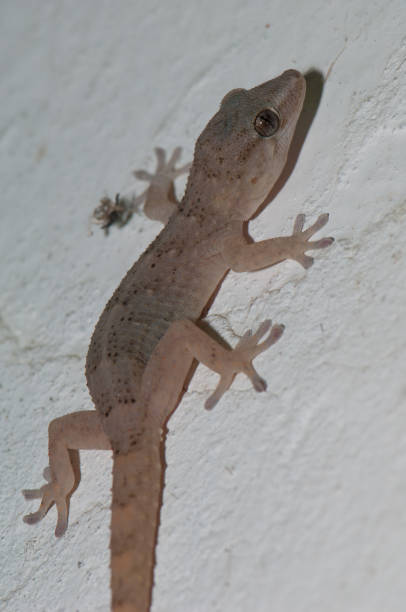 istock Boettger's wall gecko on a wall. 1334070995