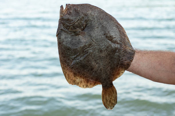 Man holding a freshly caught flounder in his hands against the background of the sea. Man holding a freshly caught flounder in his hands against the background of the sea. turbot stock pictures, royalty-free photos & images