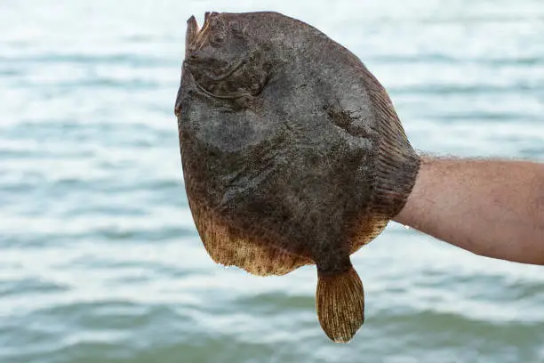 Man holding a freshly caught flounder in his hands against the background of the sea.