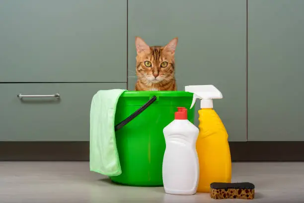 Photo of A funny cat sits in a bucket next to detergents and a rag. House cleaning.