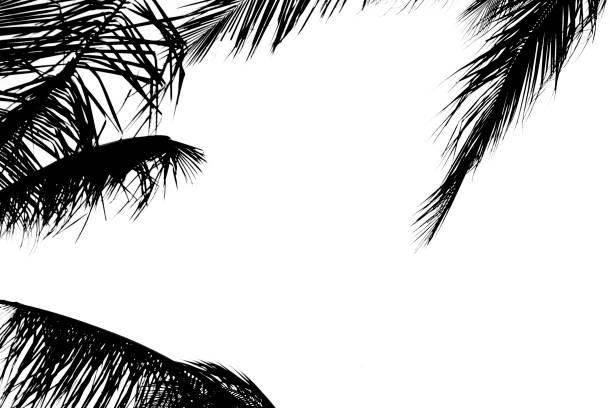 istock abstract beauty black fresh coconut fruit tree with shadow long leaves, isolated on white background 1334071817
