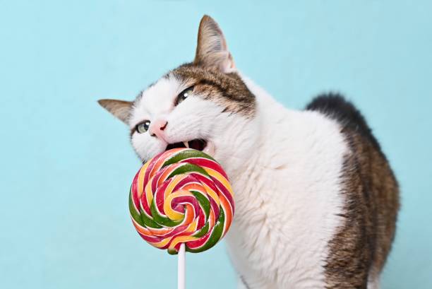 istock Tabby cat eating a colorful Lollipop on green background. Horizontal image with copy space. 1334072068