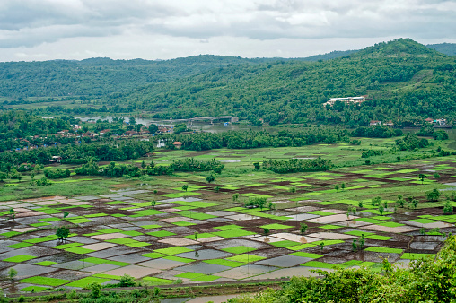Aerial view of a paddy rice field in Chiplun district Ratnagiri state Maharashtra India
