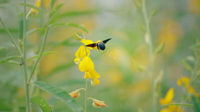 Honey bee landing on a yellow blossom