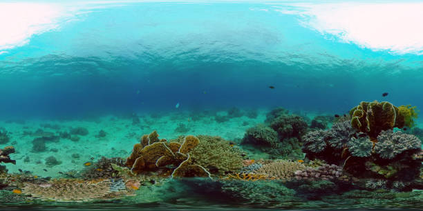 istock Coral reef and tropical fish. Philippines. Virtual Reality 360 1334073130