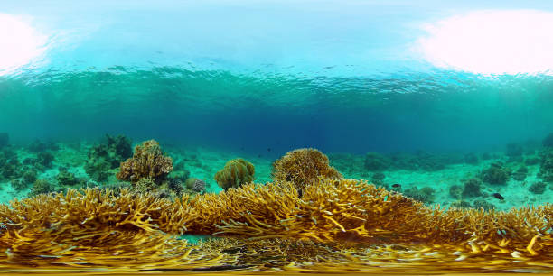 istock Coral reef and tropical fish underwater. Philippines. 360-Degree view 1334074032