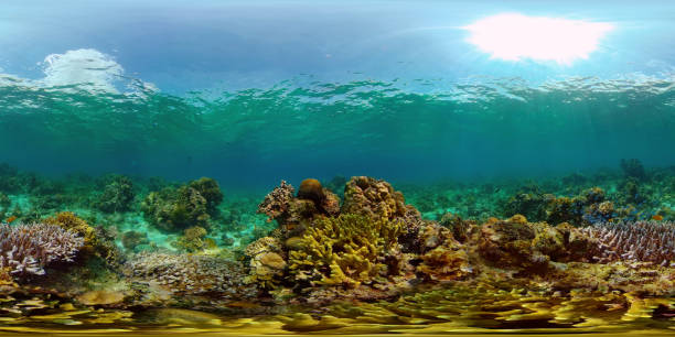 istock Coral reef and tropical fish. Philippines. 360-Degree view 1334074148