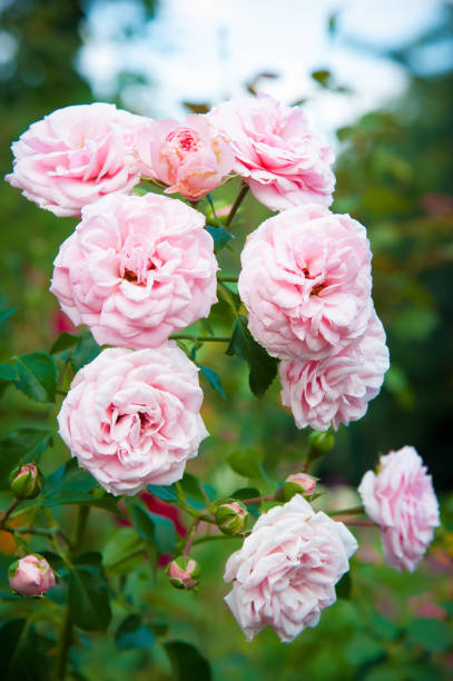 istock Beautiful pink roses 1334074291