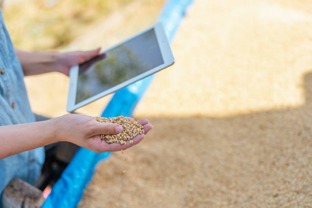 allevatrice che utilizza compresse digitali e controlla i semi di grano utilizzando compresse digitali e controllando i semi di grano - seed human hand wheat cereal plant foto e immagini stock