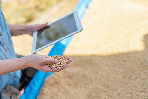 A female farmer is using a digital tablet and checking wheat seeds on tractor. Smart farming.