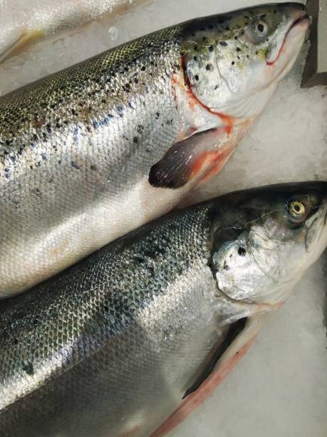 istock Fish in the supermarket 1334074557