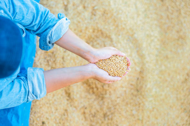 A young female farmer is holding wheat seeds in her hands and analyzing them.