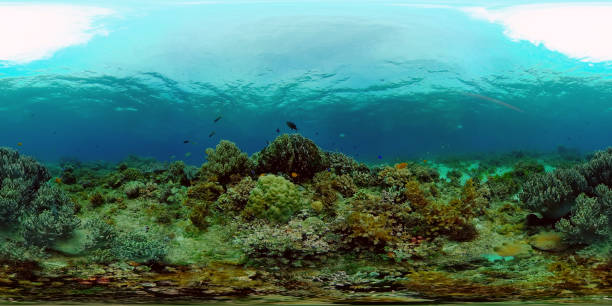 istock Coral reef with fish underwater. Philippines. Virtual Reality 360 1334075267
