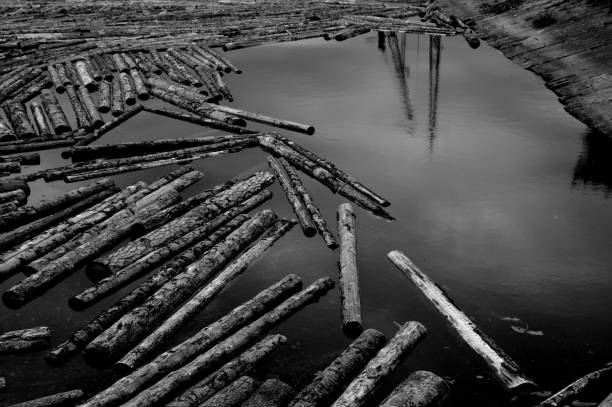 Logs are floating in the river