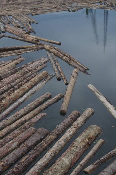 istock Logs are floating in the river 1334075517