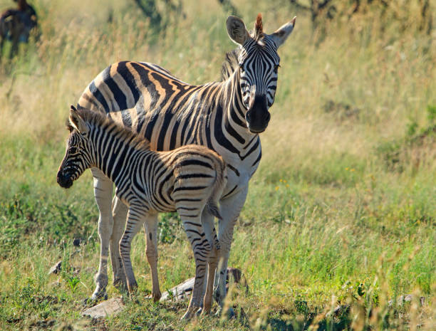 istock Baby zebra with its mother 1334080811