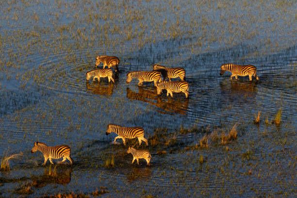 istock Zebras in Okavango Delta at sunrise 1334082664