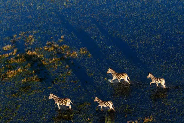 A groupe of zebras in the water at sunset from a helicopter