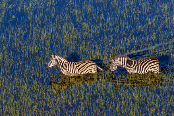 Two zebras in the water from a helicopter