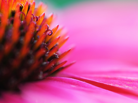 Closeup elevated view of beautiful Red Pincushion flower, background with copy space, full frame horizontal composition