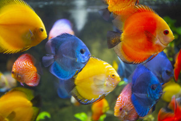 istock Symphysodon discus in an aquarium 1334084558