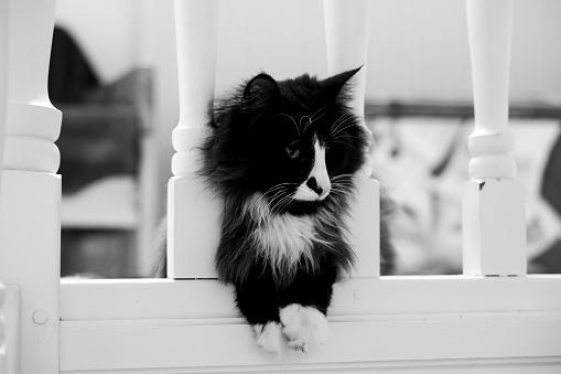 Cat black and white interior cute waiting Norwegian forest cat