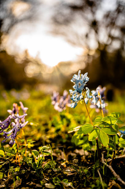 istock Corydalis fumariifolia subsp. azurea in hokkaido 1334084741