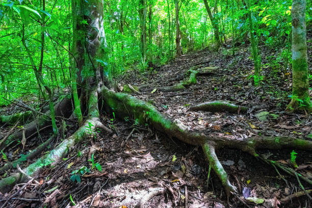 istock Hiker point of view in a tropical forest 1334084885