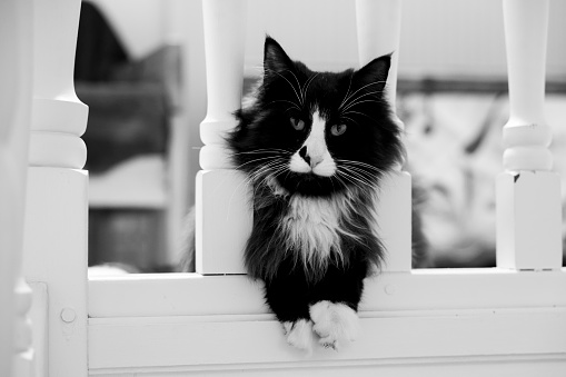 Cat black and white interior cute waiting Norwegian forest cat