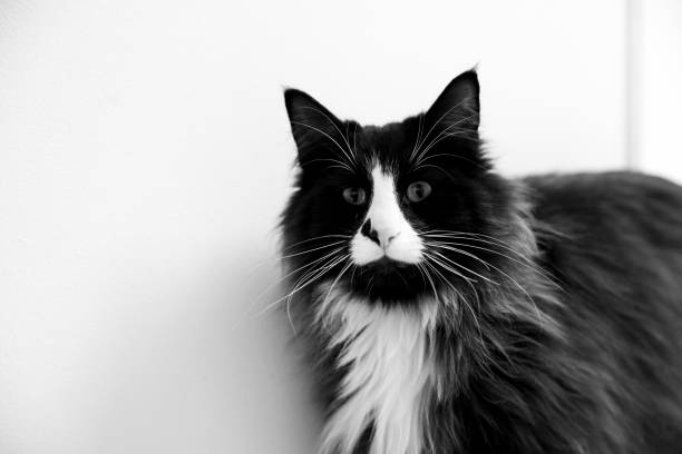 Cat black and white interior cute waiting Norwegian forest cat