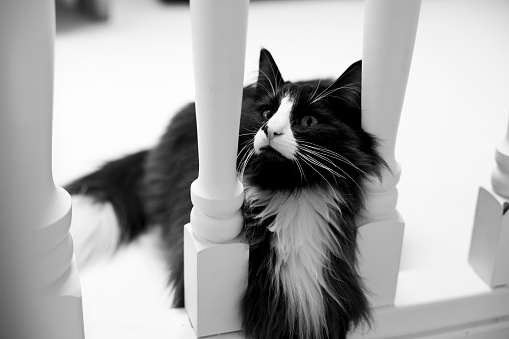 Cat black and white interior cute waiting Norwegian forest cat