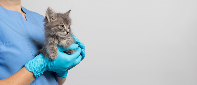 Close-up of male vet examining a kitten with stethoscope in vet clinic.