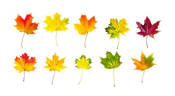 Autumn coloured tree, heart shaped leaves. Lindens / redbud tree. Close up. Changing colours.