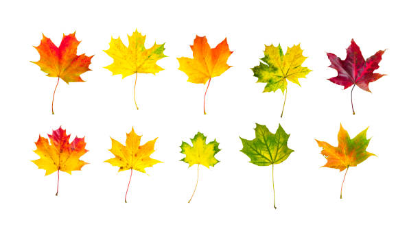 Photo of Frontal view of ten natural maple leaves of the autumn period.