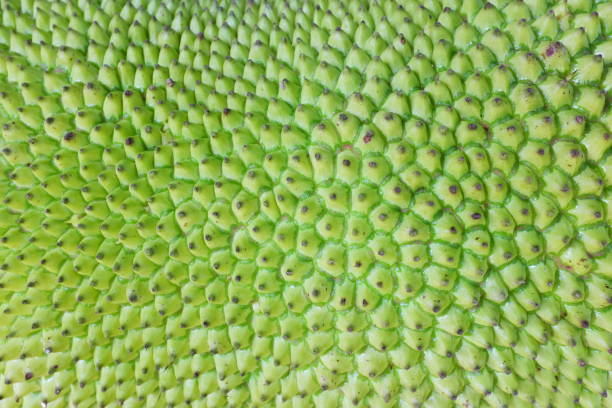 Closeup rough texture of green jackfruit skin. Natural tropical fruit pattern background.