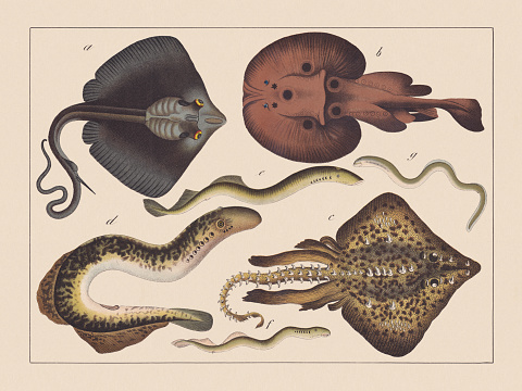 Rays (Batoidea) and jawless fishes (Cyclostomata): a) Common eagle ray (Myliobatis aquila); b) Electric ray (Torpedo torpedo); c) Thornback ray (Raja clavata); d) Sea lamprey (Petromyzon marinus); e+g) European river lamprey (Lampetra fluviatilis, g-younger age); f) Brook lamprey (Lampetra planeri). Chromolithograph, published in 1882.