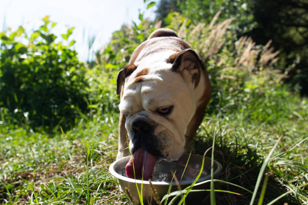 istock a English bulldog in nature 1334089583