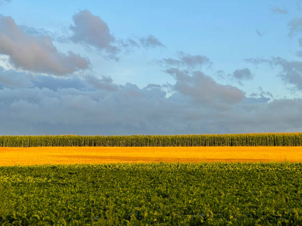 Sunset over rural harvested field